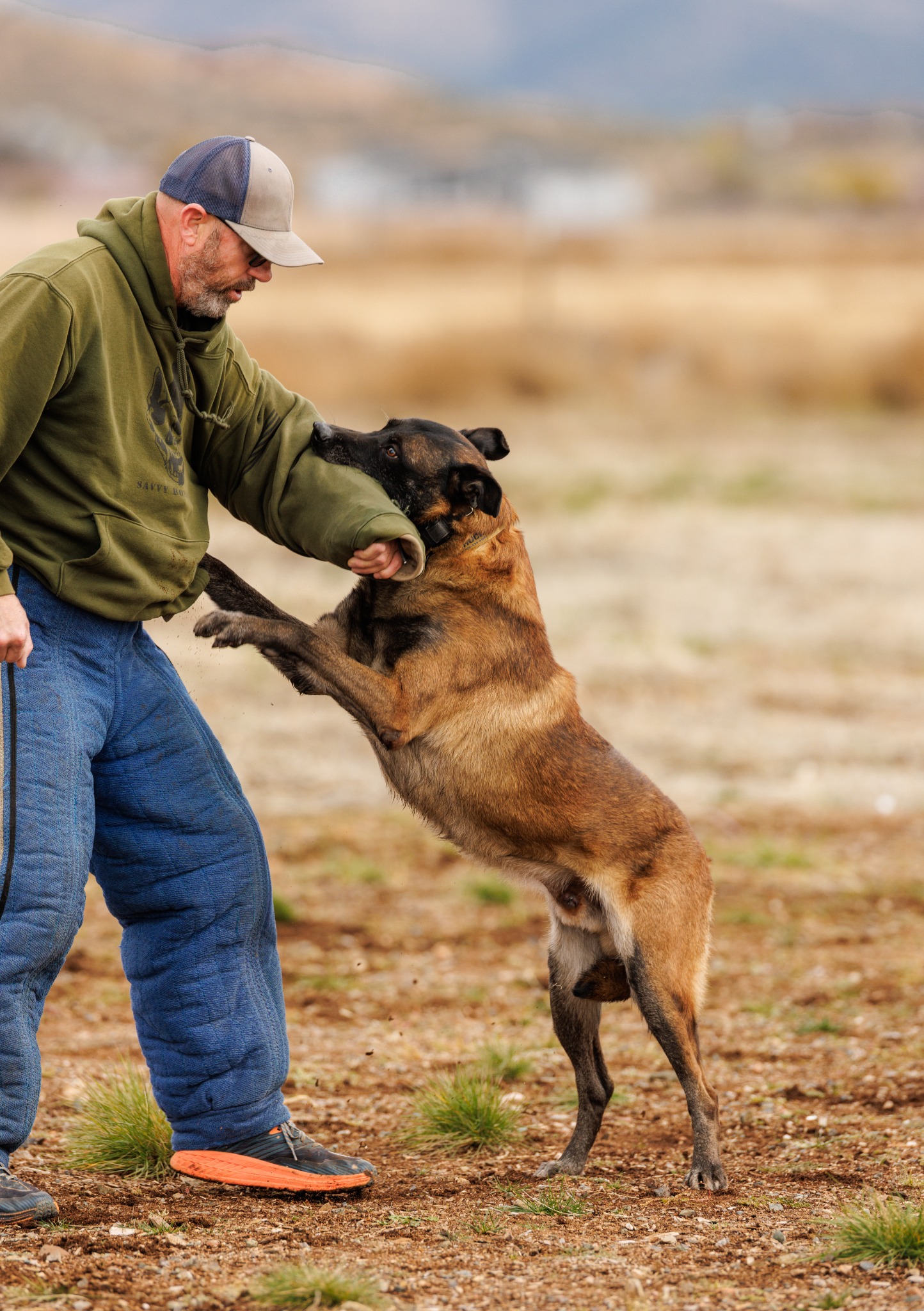 A protection dog engaging a decoy’s padded sleeve during controlled club training