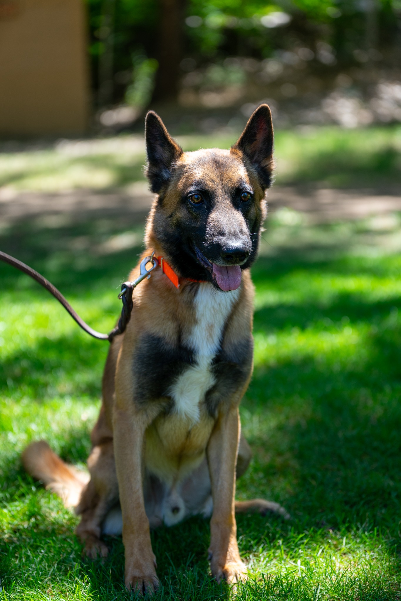 Chewy, nearly three-year-old male belgian malinois