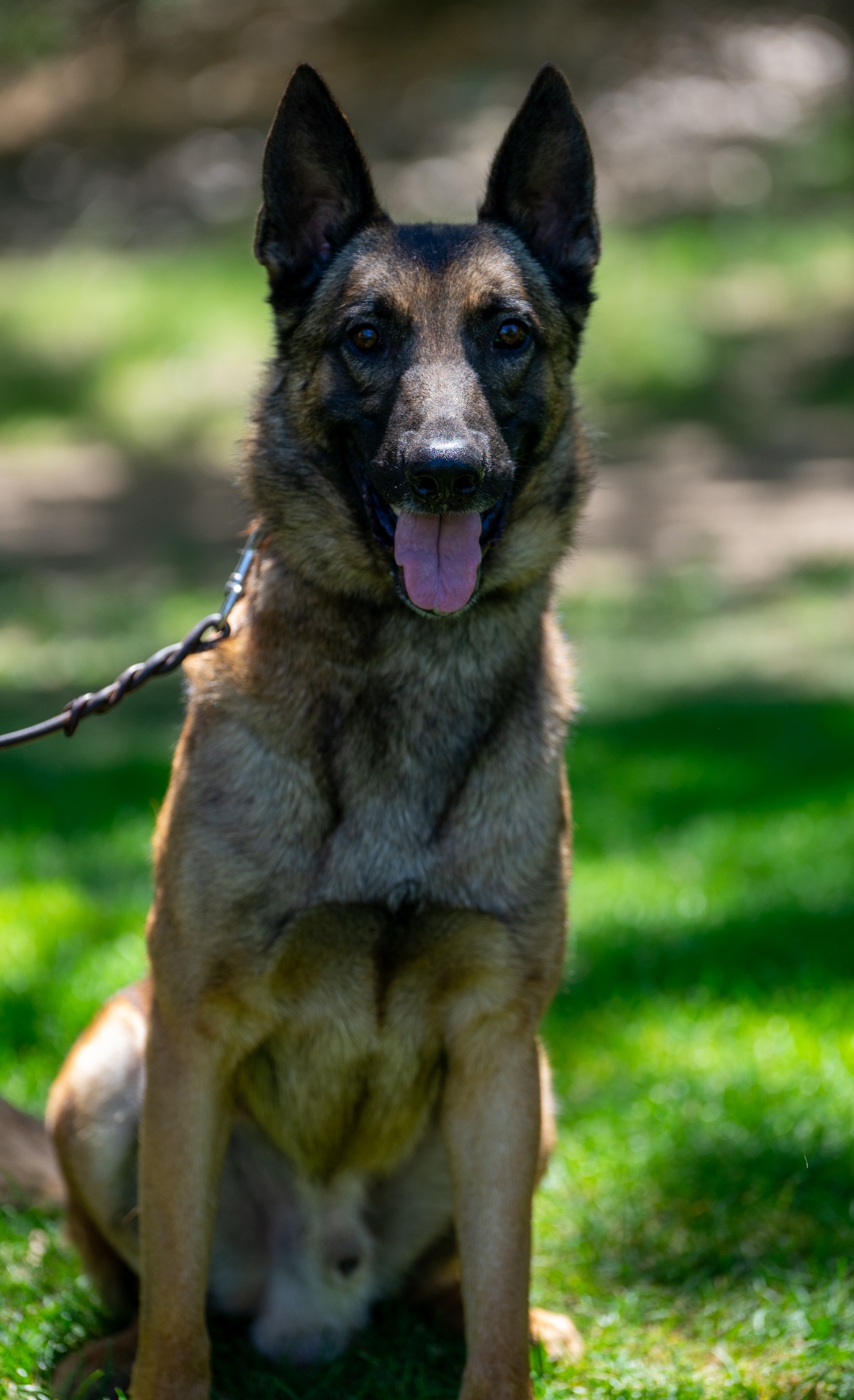 Jimmy, nearly three-year-old male malinois or shepherd–malinois cross
