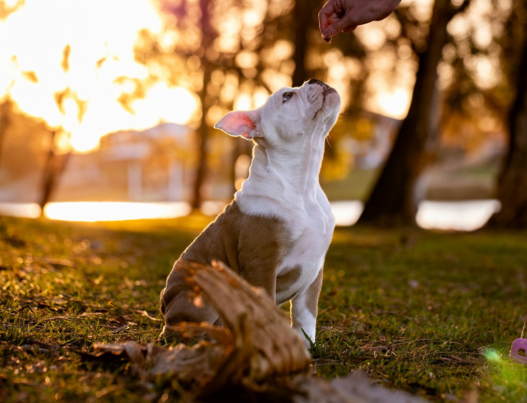 A young companion puppy looking up toward a hand offering a training reward