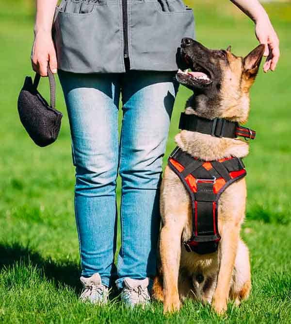 Easy Guide to Finding the Best Dog Training Program Near Me