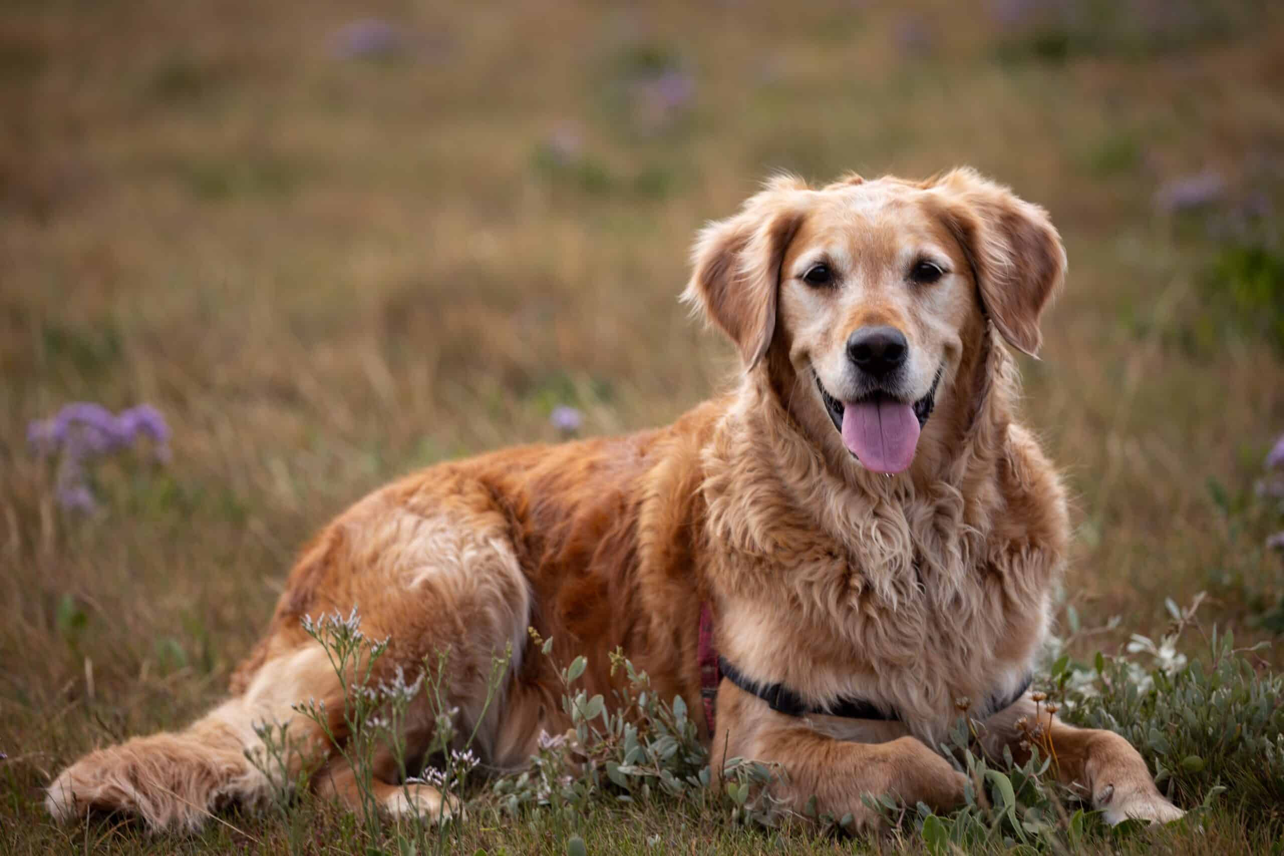 What About Calm Dogs? Which are the Calmest Dog Breeds for Your Home? (In 2020)